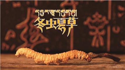 那曲新鮮冬蟲(chóng)夏草什么時(shí)候采挖？